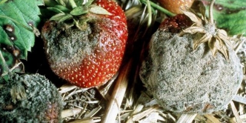 Siva trulež na jagodama: metode borbe